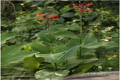 Canna indica